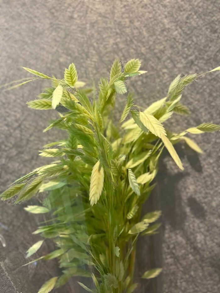 盼盼草（多色可選）：圖片 9