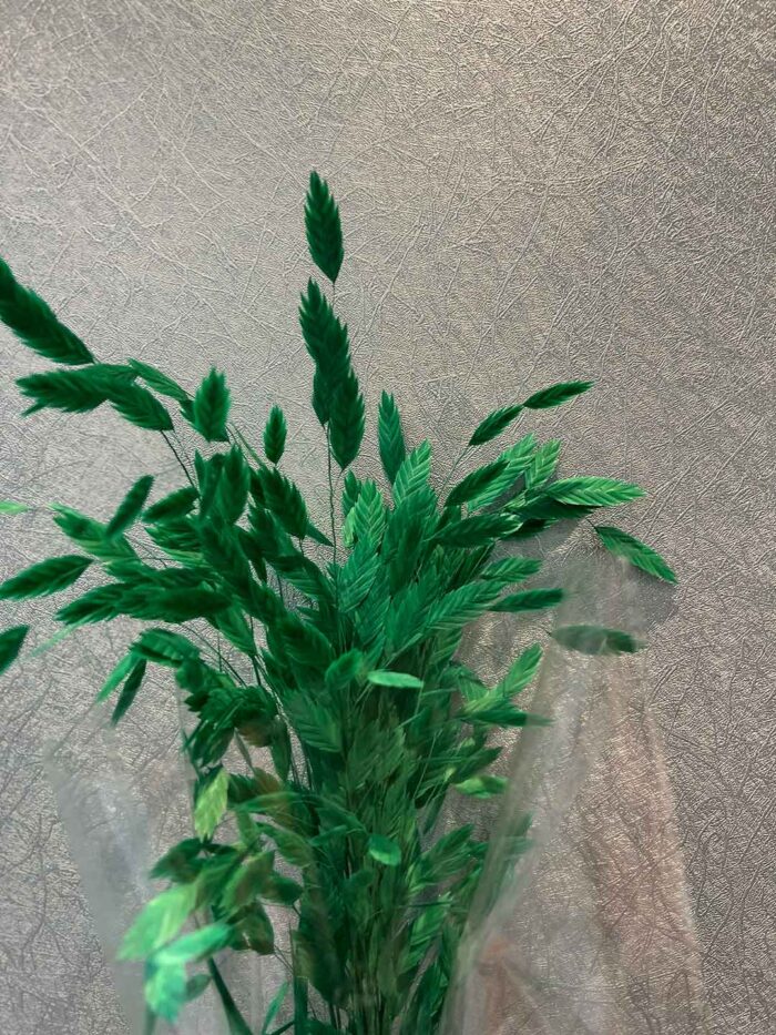 盼盼草（多色可選）：圖片 8