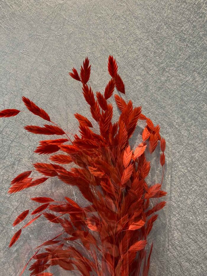 盼盼草（多色可選）：圖片 5
