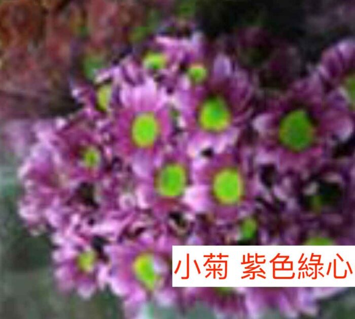 多頭小菊花 - 紫色綠心