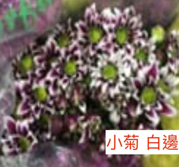 多頭小菊花 - 白邊