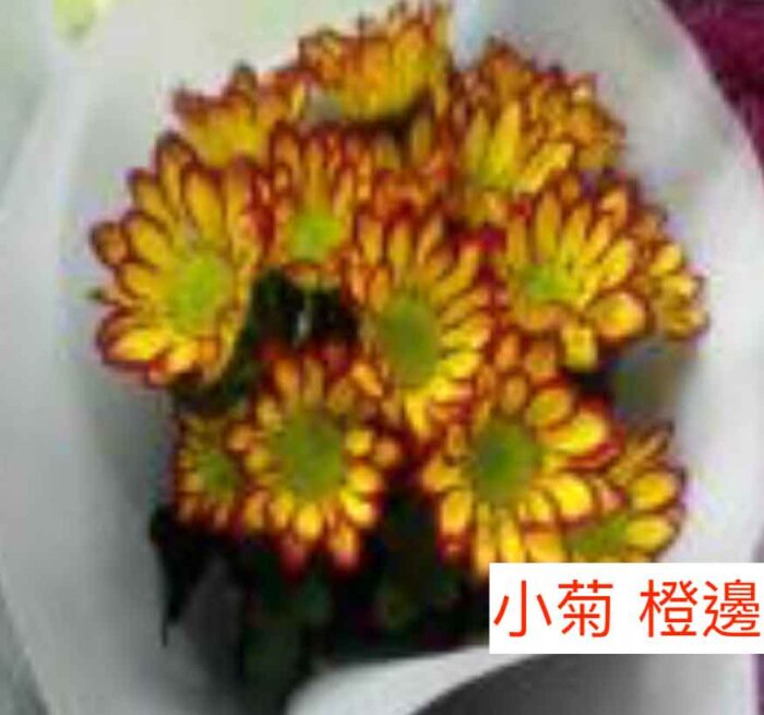 多頭小菊花 - 橙邊