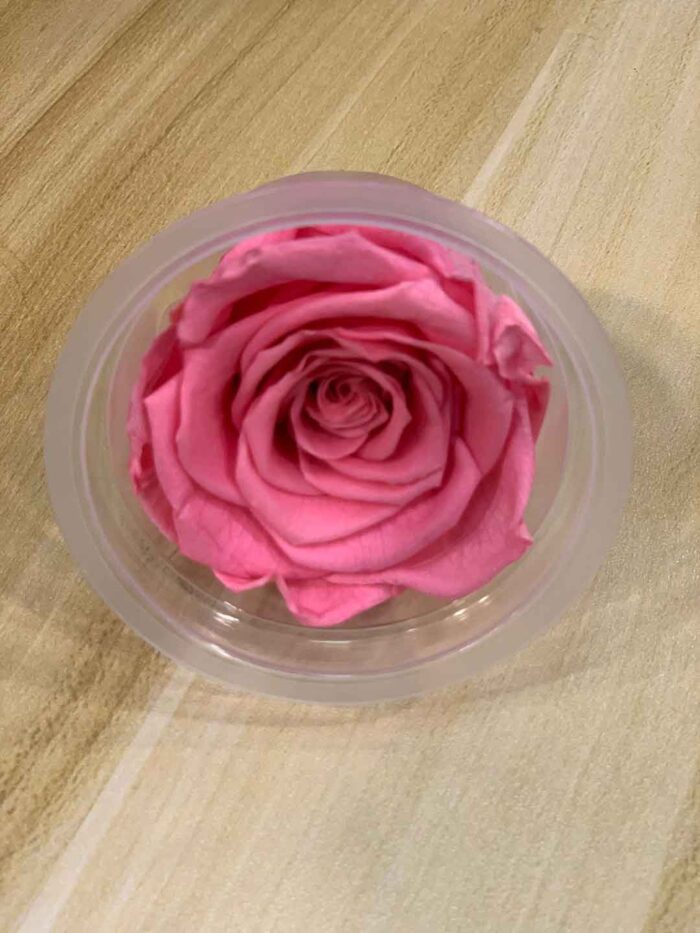 6-7cm Rose Amor 特級保鮮玫瑰（多色可選）：圖片 13