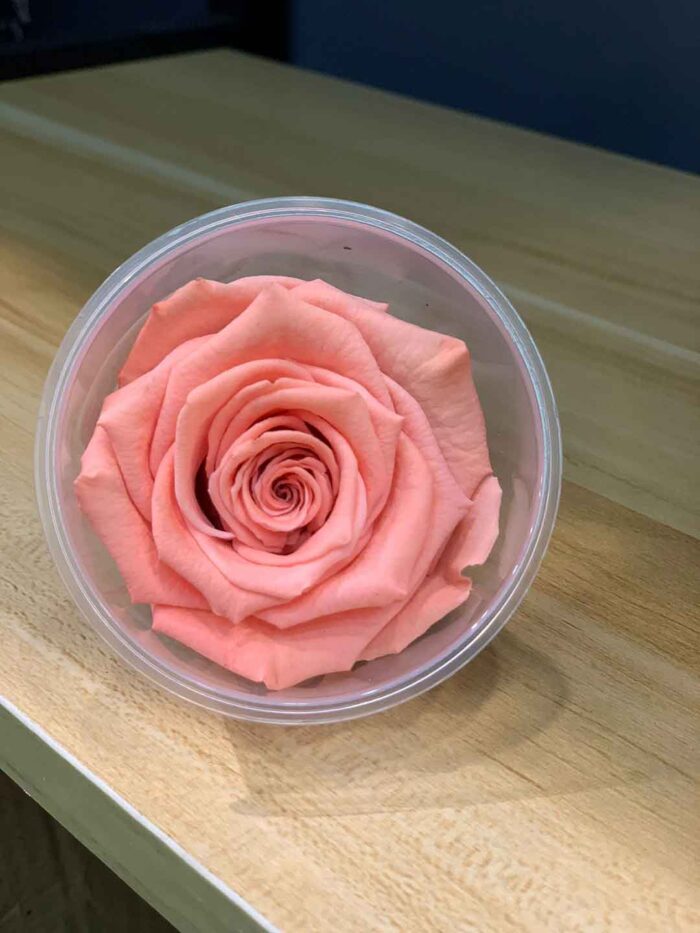 6-7cm Rose Amor 特級保鮮玫瑰（多色可選）：圖片 12