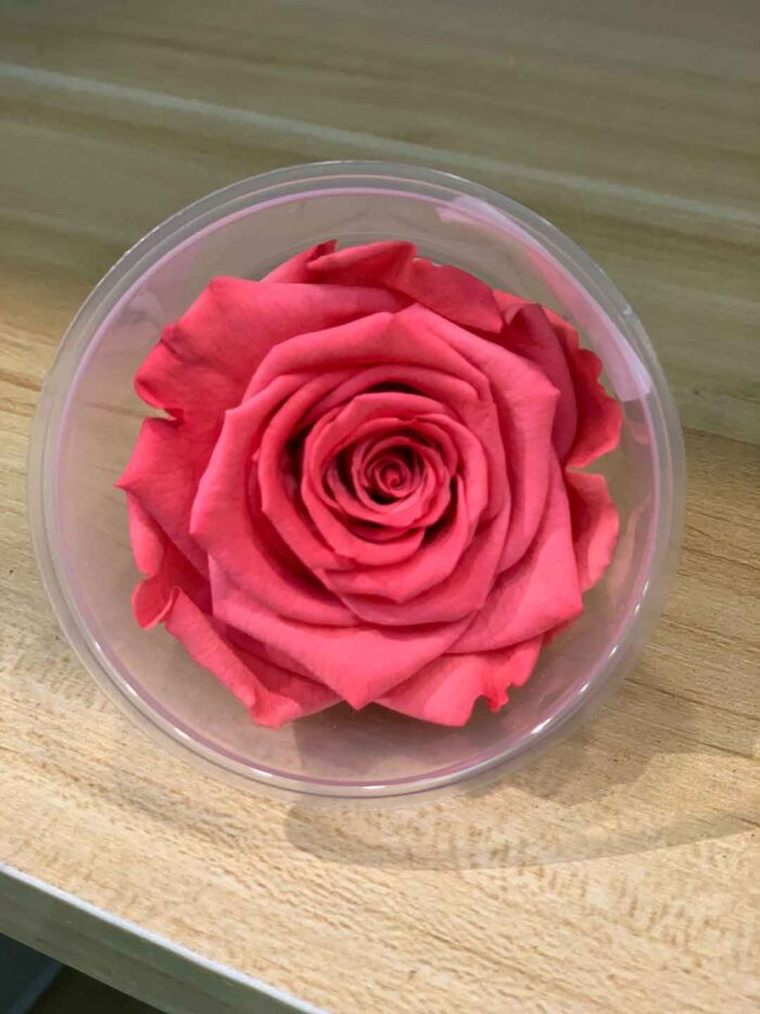 6-7cm Rose Amor 特級保鮮玫瑰（多色可選）：圖片 11