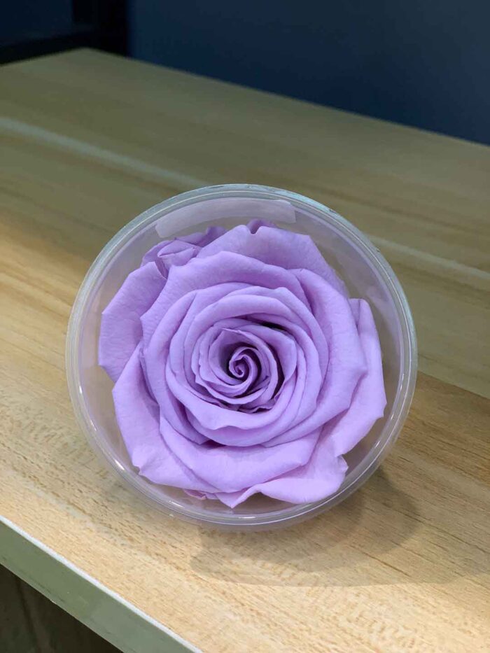 6-7cm Rose Amor 特級保鮮玫瑰（多色可選）：圖片 7