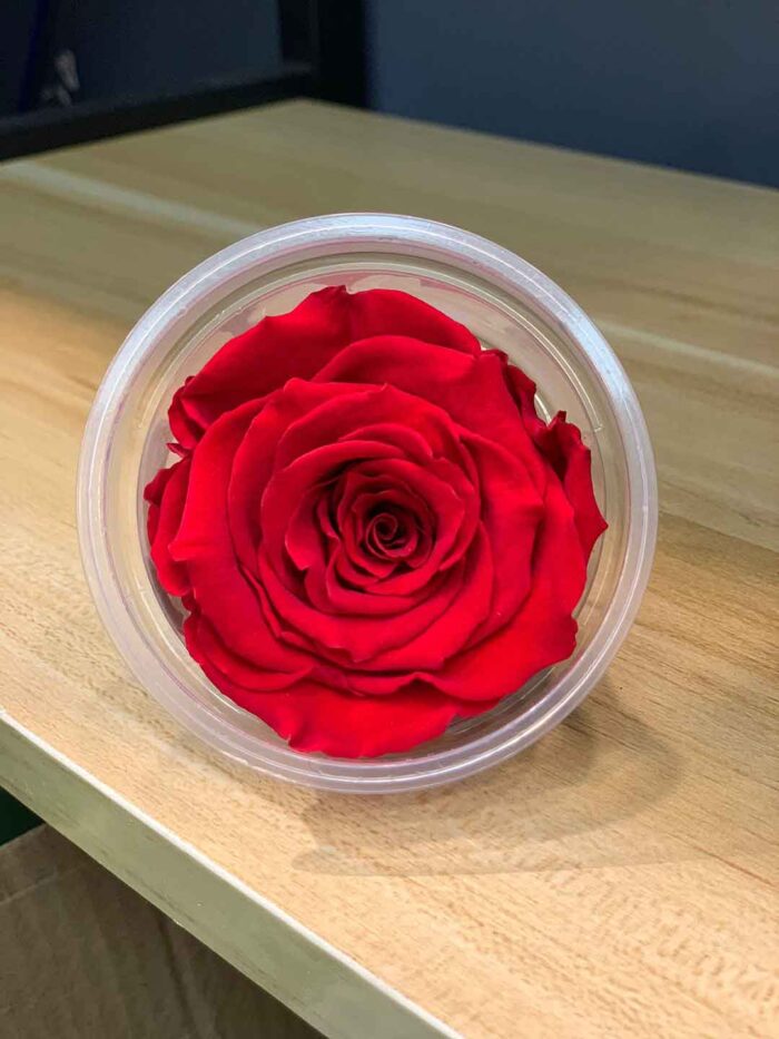 6-7cm Rose Amor 特級保鮮玫瑰（多色可選）：圖片 6