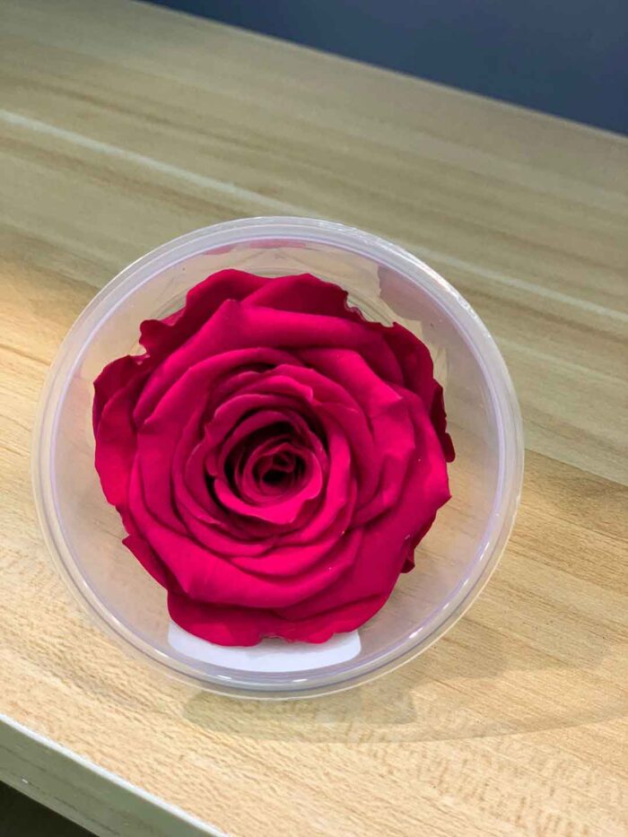 6-7cm Rose Amor 特級保鮮玫瑰（多色可選）：圖片 5