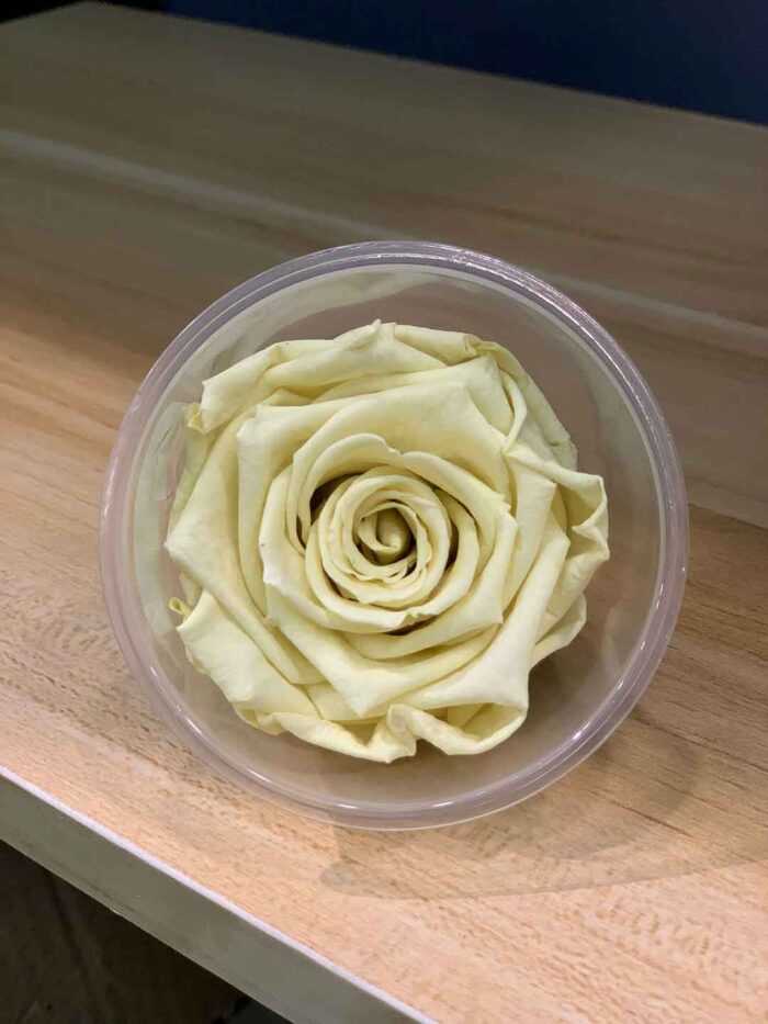 6-7cm Rose Amor 特級保鮮玫瑰（多色可選）：圖片 2