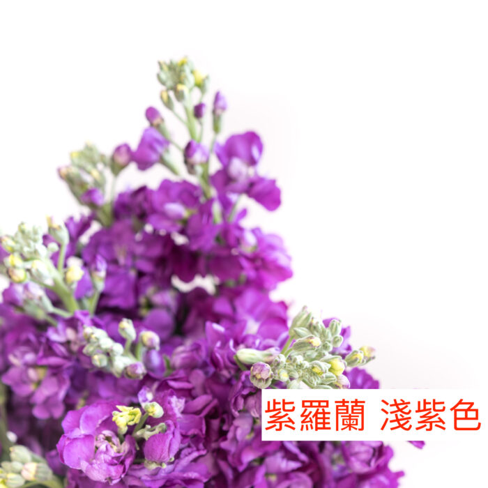 紫羅蘭（麝香花）- 紫