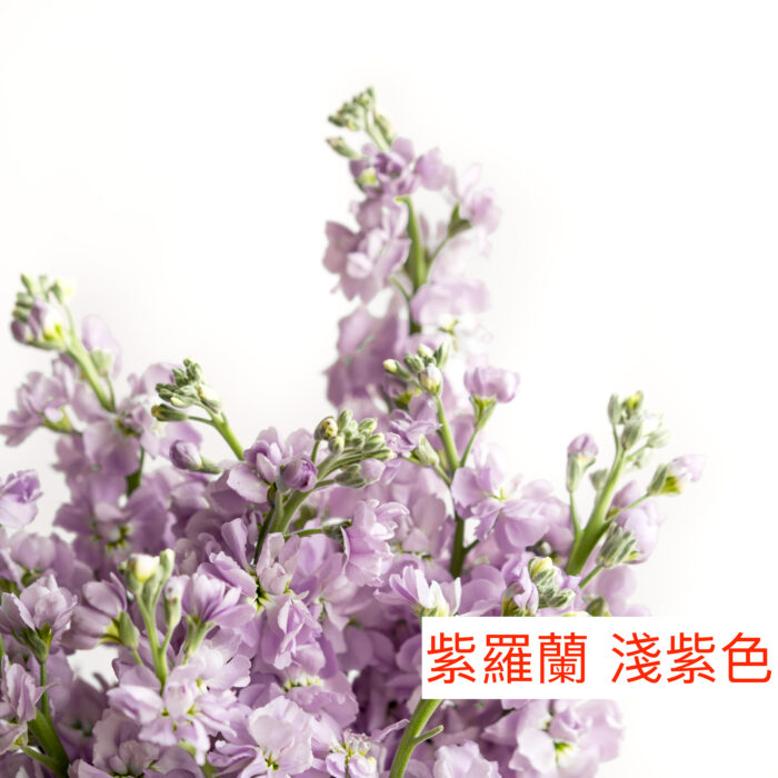 紫羅蘭（麝香花）- 粉紫